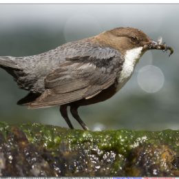 Merlo acquaiolo su alghe con preda