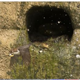 Merlo acquaiolo - pulizia del nido