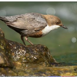 Merlo acquaiolo punta la preda