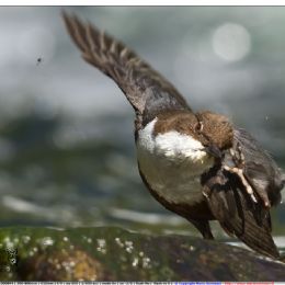 Merlo acquaiolo - stretching