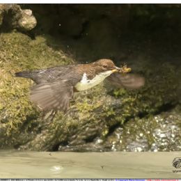 Merlo acquaiolo in volo con preda