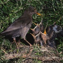 Merlo - cure materne