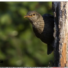 Merlo femmina...sospettosa