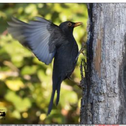Merlo maschio in arrivo