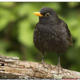 Merlo maschio giovane