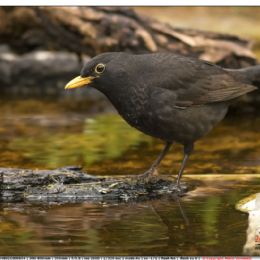 Merlo maschio in piscina