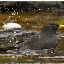 Merlo maschio....toilette