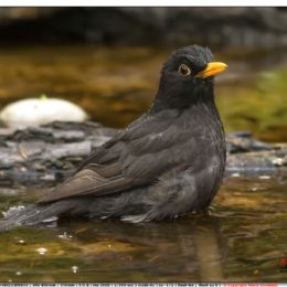 Merlo maschio in piscina
