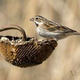 Migliarino di palude