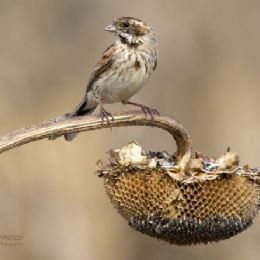 Migliarino di palude
