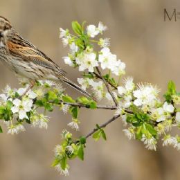 Migliarino di palude