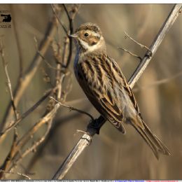 Migliarini di palude femmina