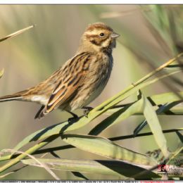 Migliarino di palude