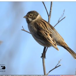 Migliarini di palude maschio