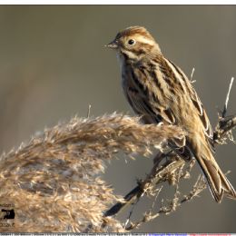 Migliarini di palude femmina