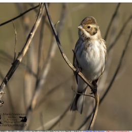 Migliarini di palude femmina