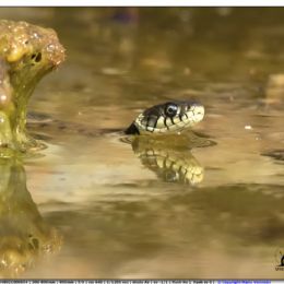 Natrice dal collare nell'oro...