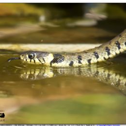 Natrice dal collare - riflesso