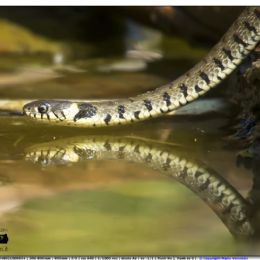 Natrice dal collare - riflesso