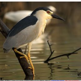 Nitticora adulto su ramo