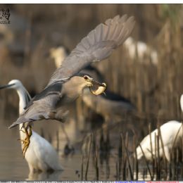 Nitticora adulto al volo con pesce gatto