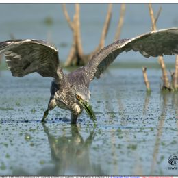 Nitticora giovane in agguato