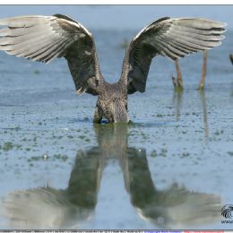 Nitticora giovane - attacco