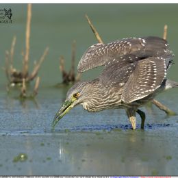 Nitticora giovane in agguato