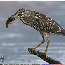 Nitticora giovane con pesce gatto