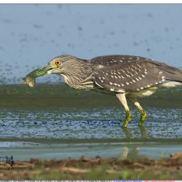 Ntticora giovane con preda