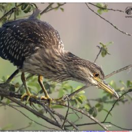 Nitticora giovane di punta
