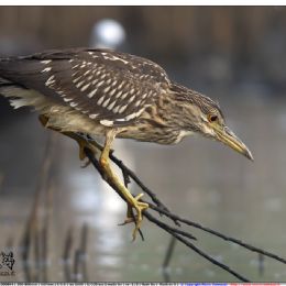 Nitticora giovane su ramo