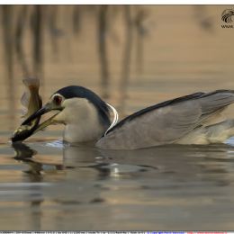Nitticora adulto con pesce gatto