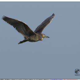 Nitticora giovane in volo