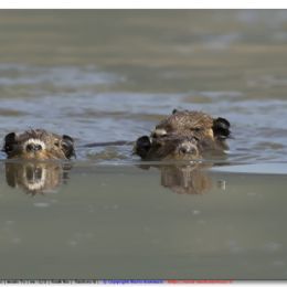 Nutrie giovani....con mamma