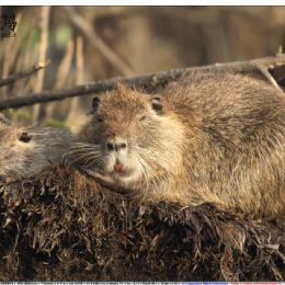 Nutria con piccolo
