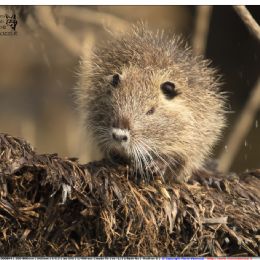 Nutria - giovane