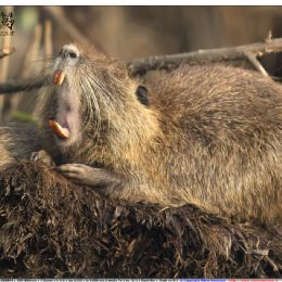 Nutria - sbadiglio