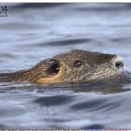 Nutria