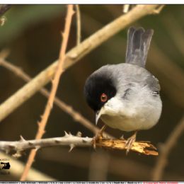 Occhiocotto maschio in cerca