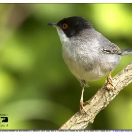 Occhiocotto maschio.