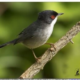 Occhiocotto maschio.