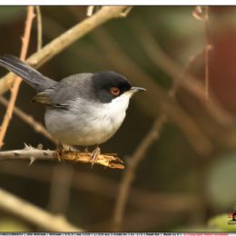 Occhiocotto maschio.