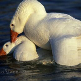 Oche bianche - accoppiamento