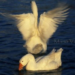 Oche bianche - dopo l'amore