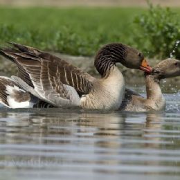 Oche selvatiche - accoppiamento