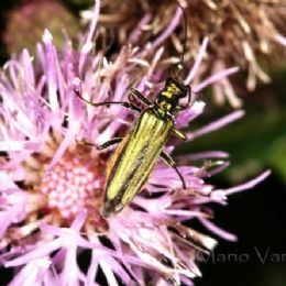 Oedemera nobilis femmina