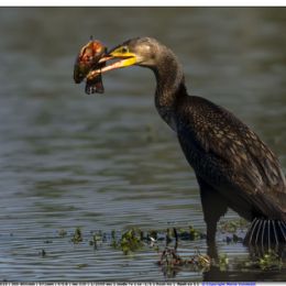 OTTOBRE_Cormorano con pesce gatto