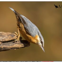 OTTOBRE_Picchio muratore