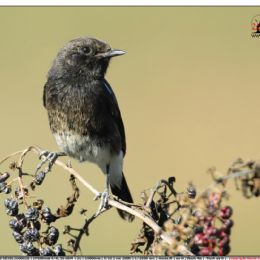 OTTOBRE_saltimpalo bianco nero